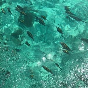 Meet your Posher, Alexis